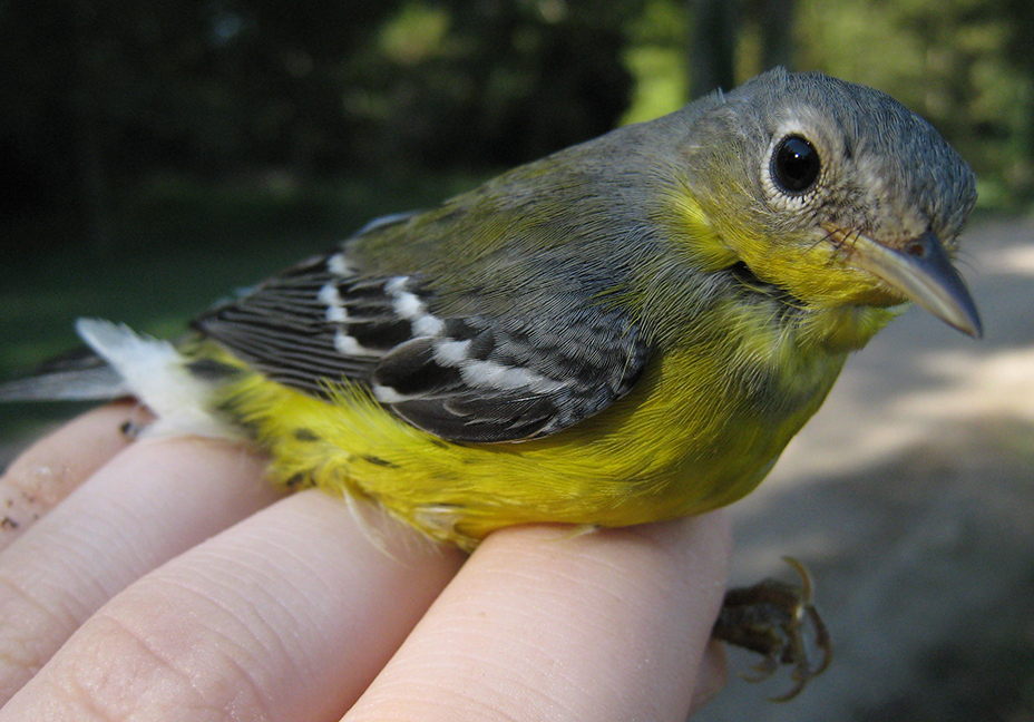Magnolia Warbler