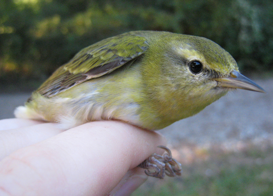 Tennessee Warbler
