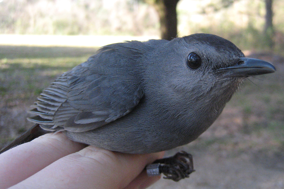 Gray Catbird