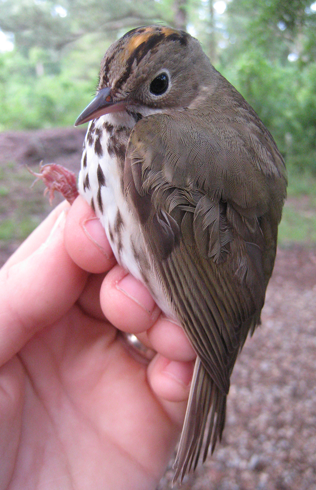 Ovenbird
