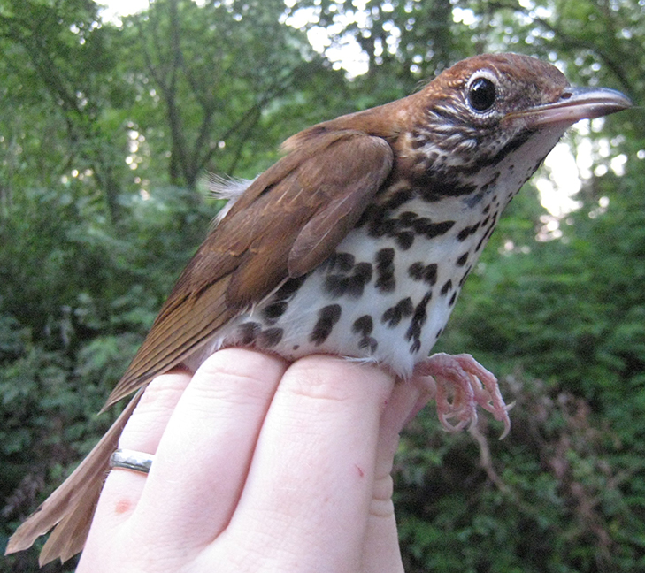 Wood Thrush