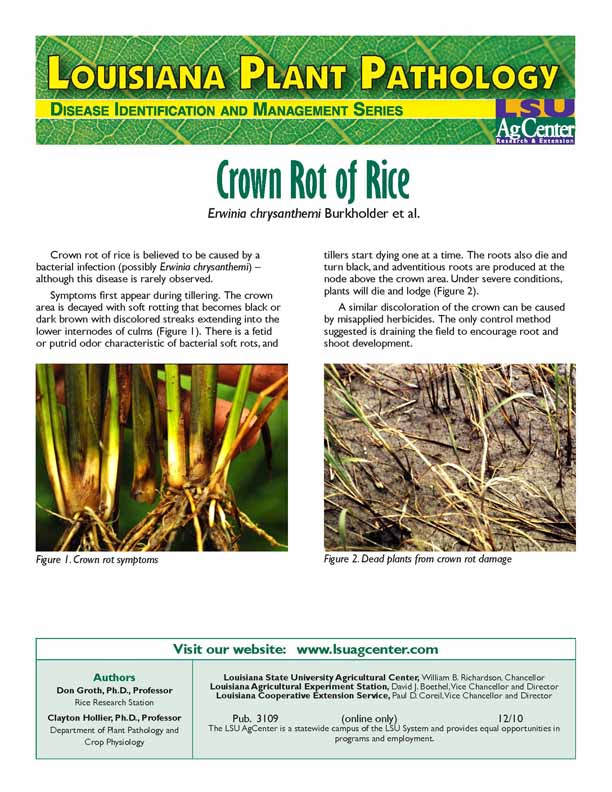 Crown Rot