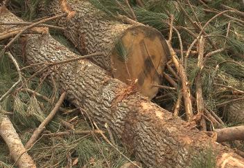 Mill closure an issue for Louisiana loggers and local economy