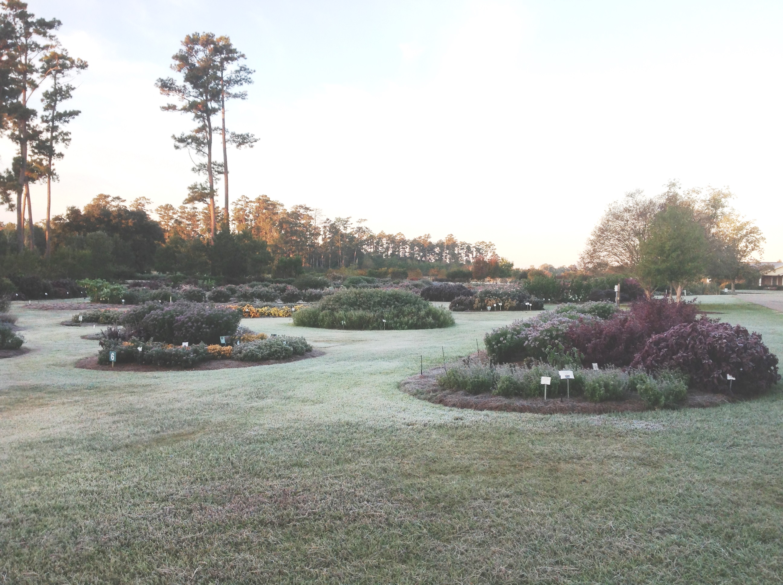 morning frost