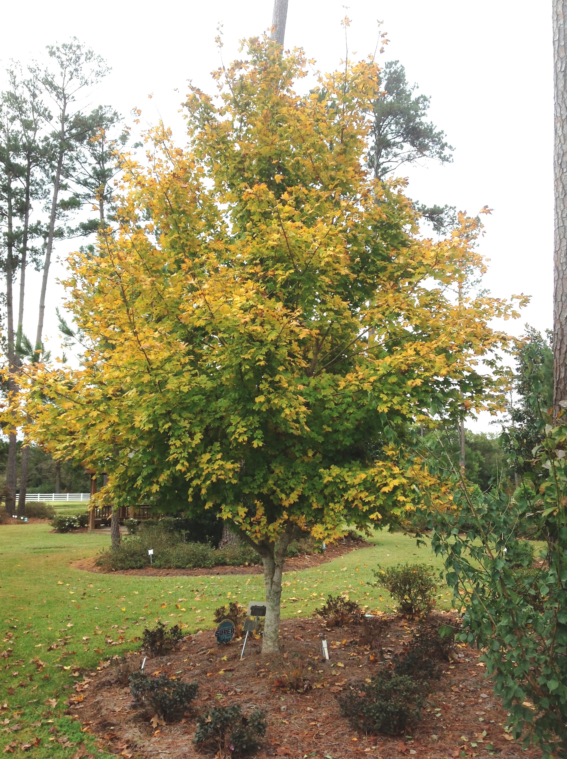 Southern sugar maple