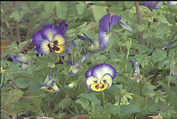 Fall flowers can add variety to your spring garden