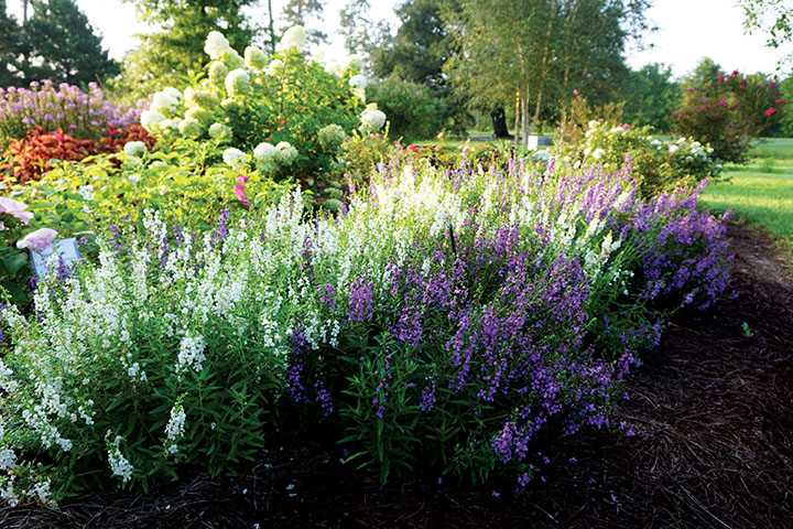 It’s the year of the angelonia, the summer snapdragon