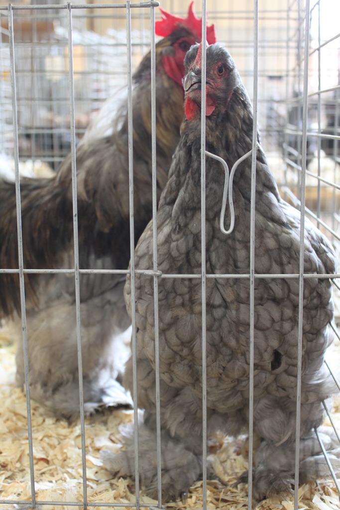 Chickens