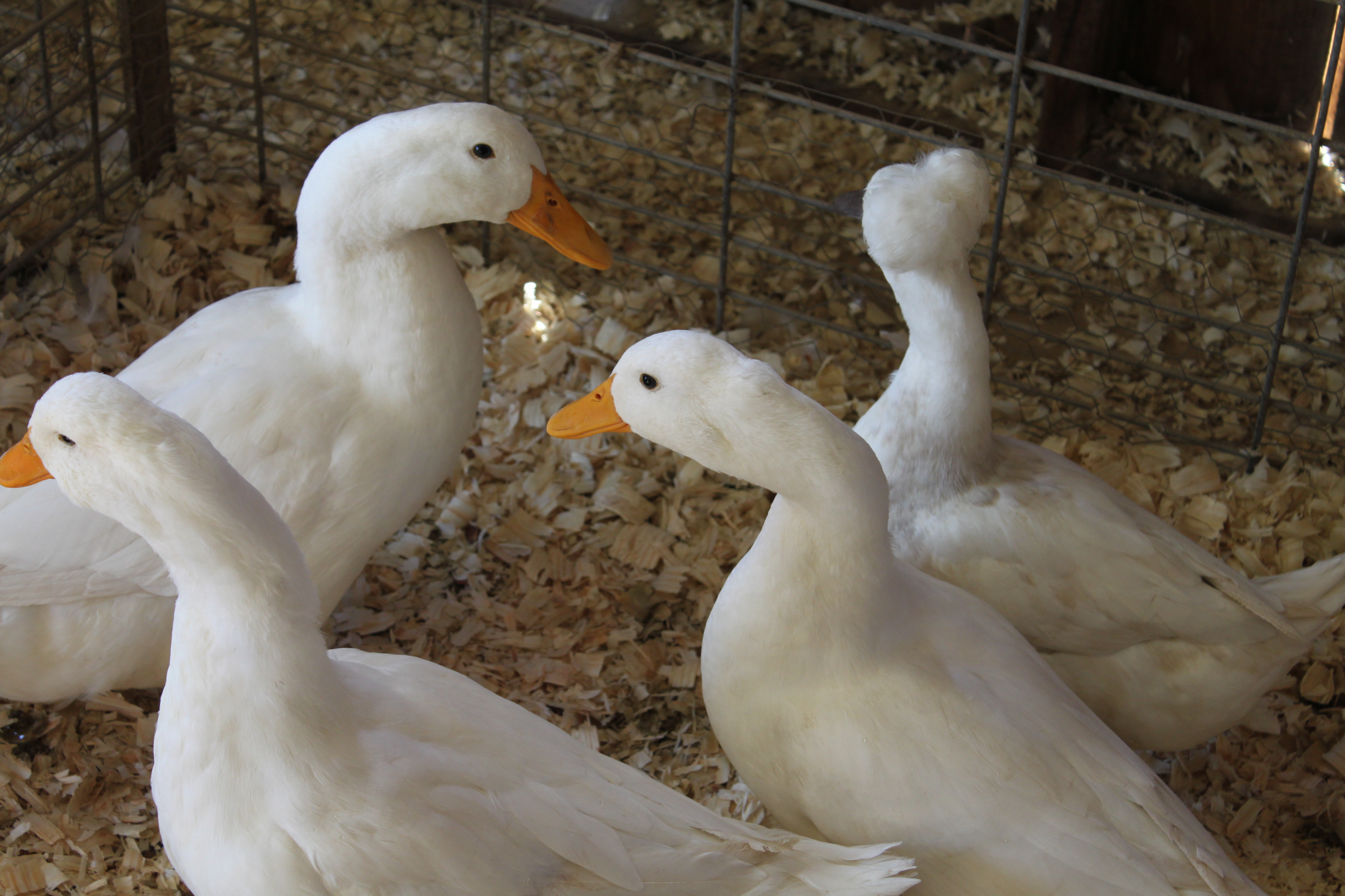 Open Poultry Show