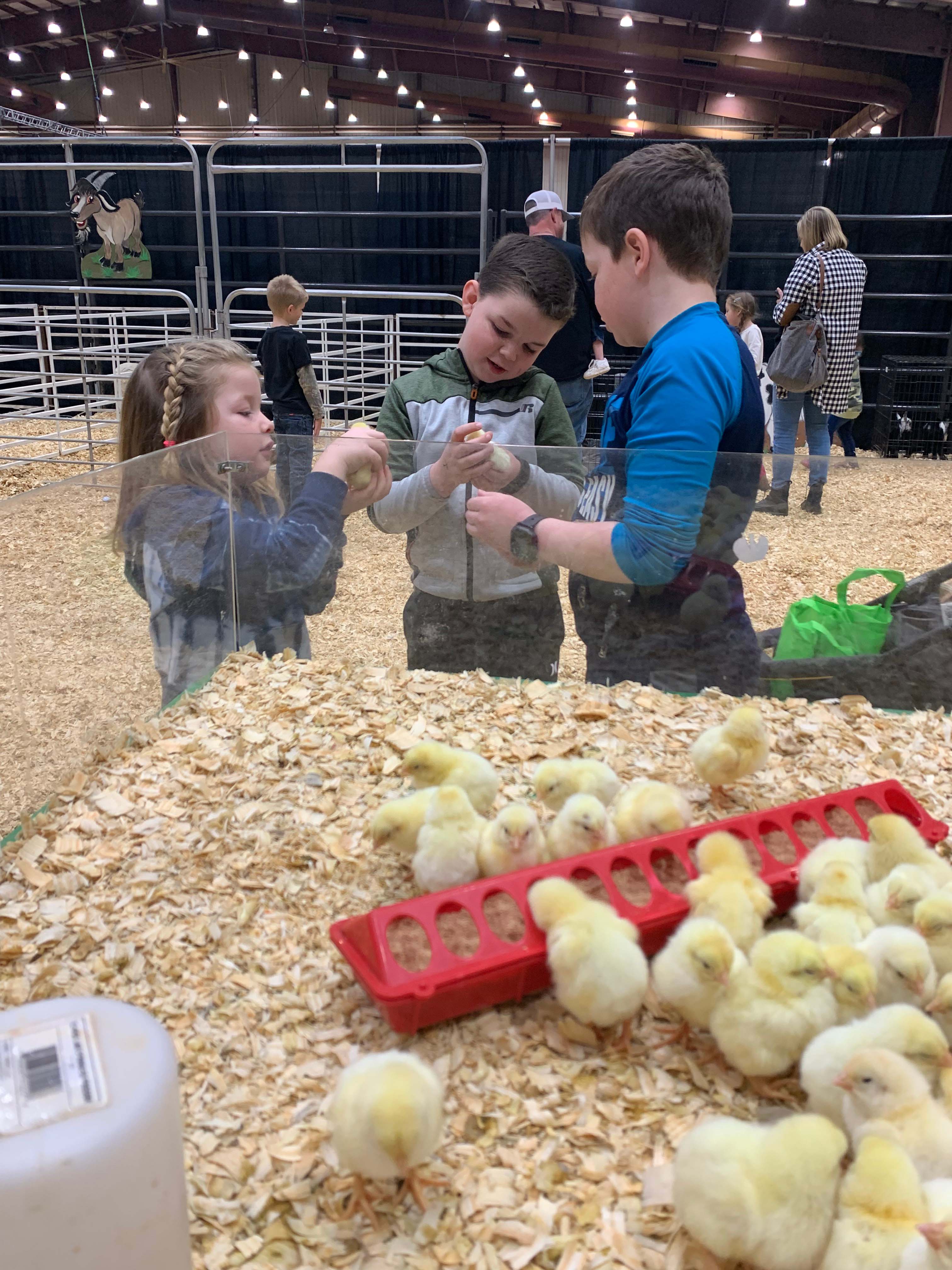 Children holding baby chicklets at Ag Alley.