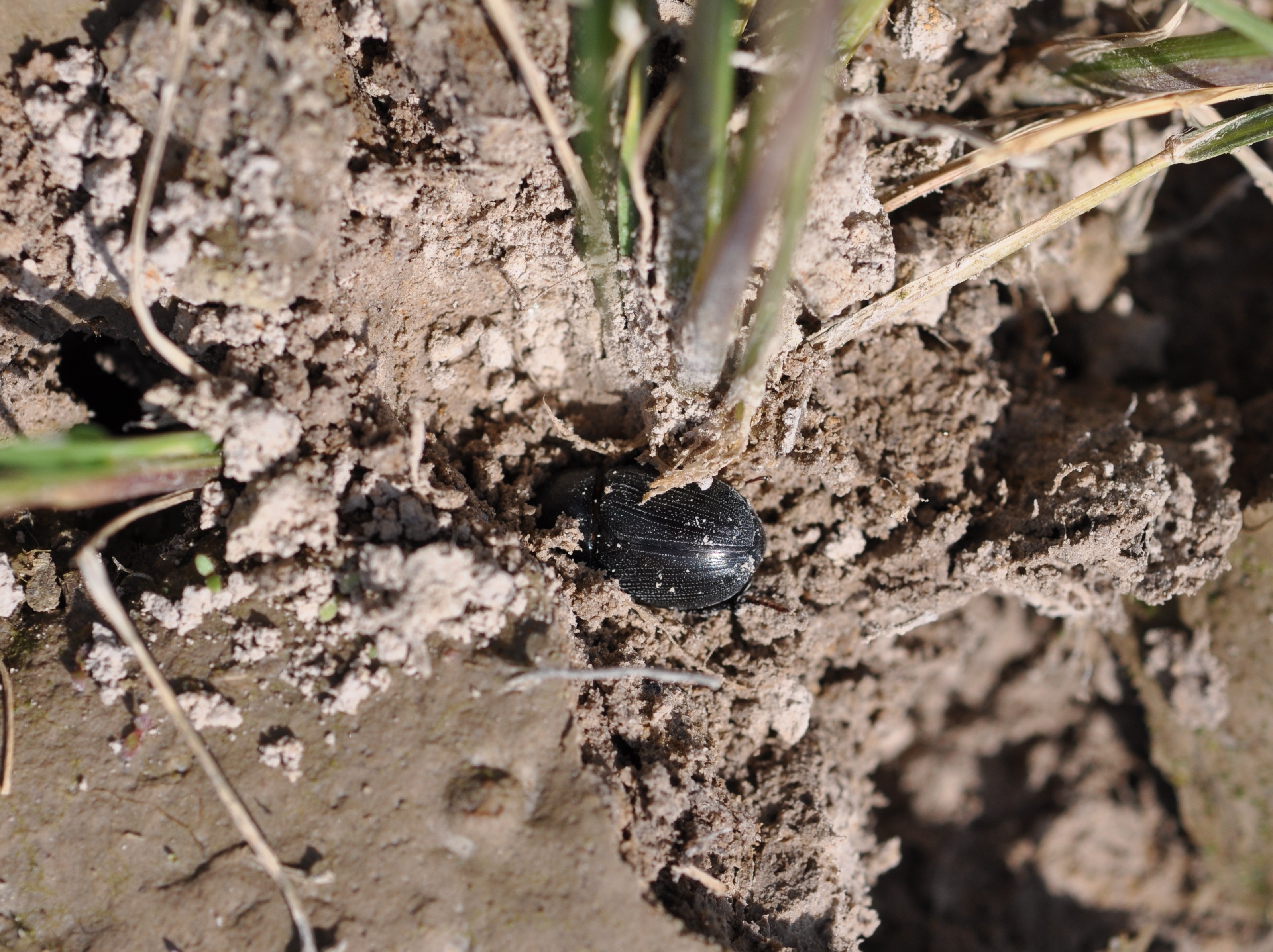 Sugarcane Beetle in the Soil 2