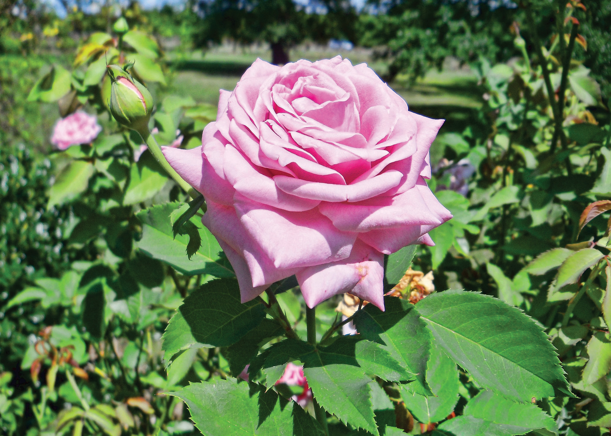Researching Roses in the Bayou State