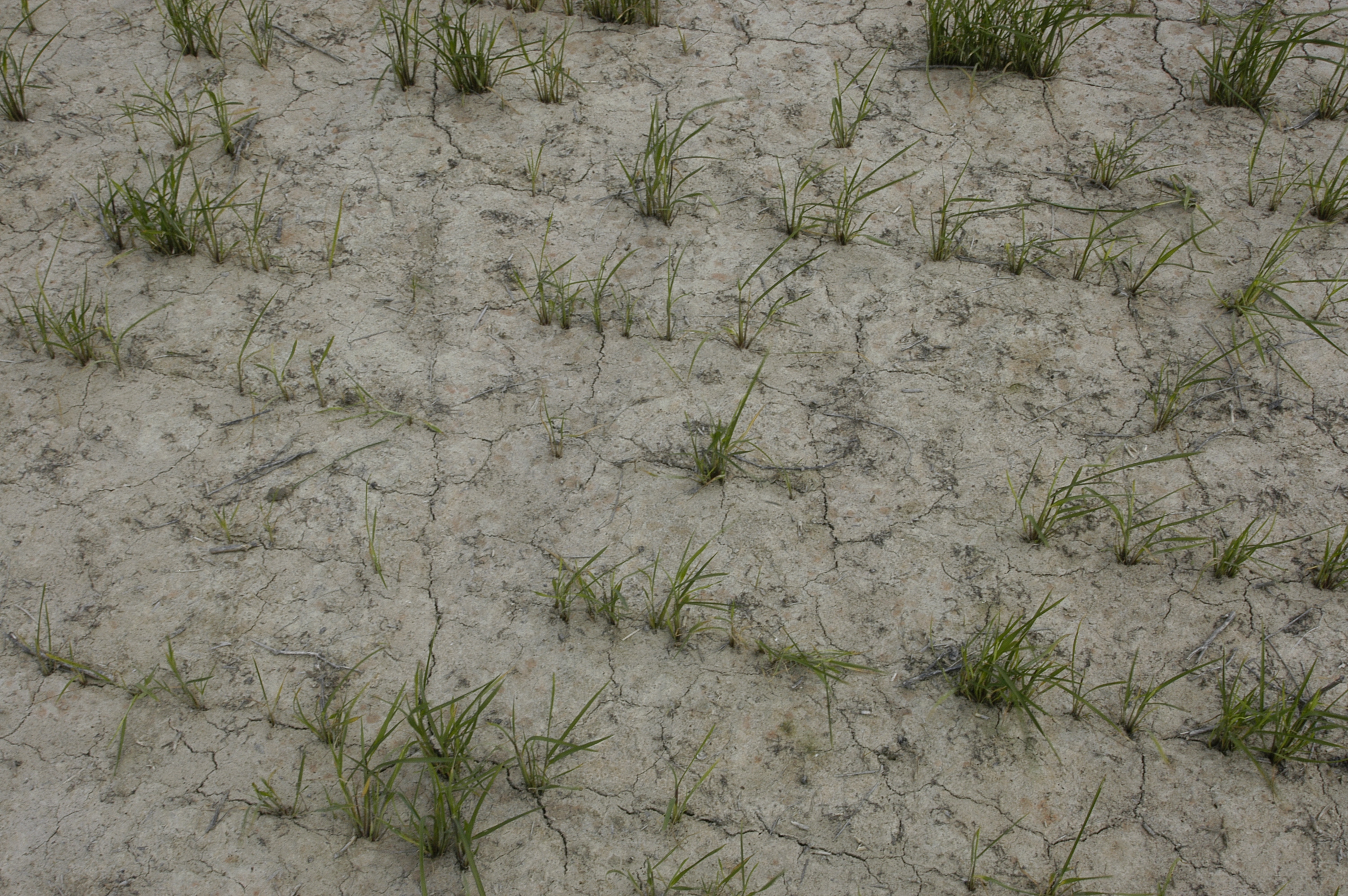 Missing plants in rice field, probably due to heavy Colaspis infestation. Larva feeds on the roots o