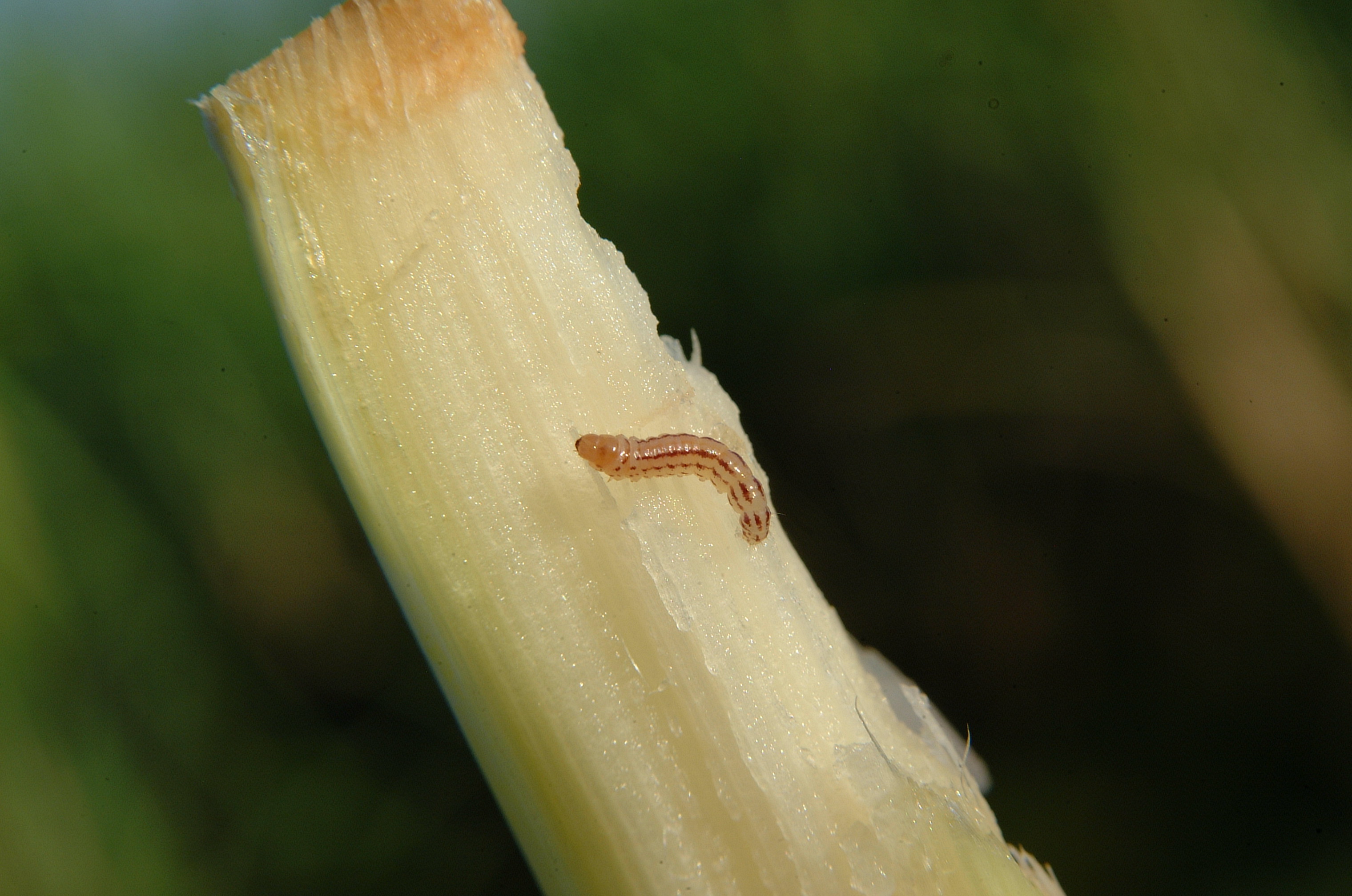 Mexican rice borer larva (approx. 4th instar).