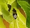 Minute pirate bug on pepper leaf.
