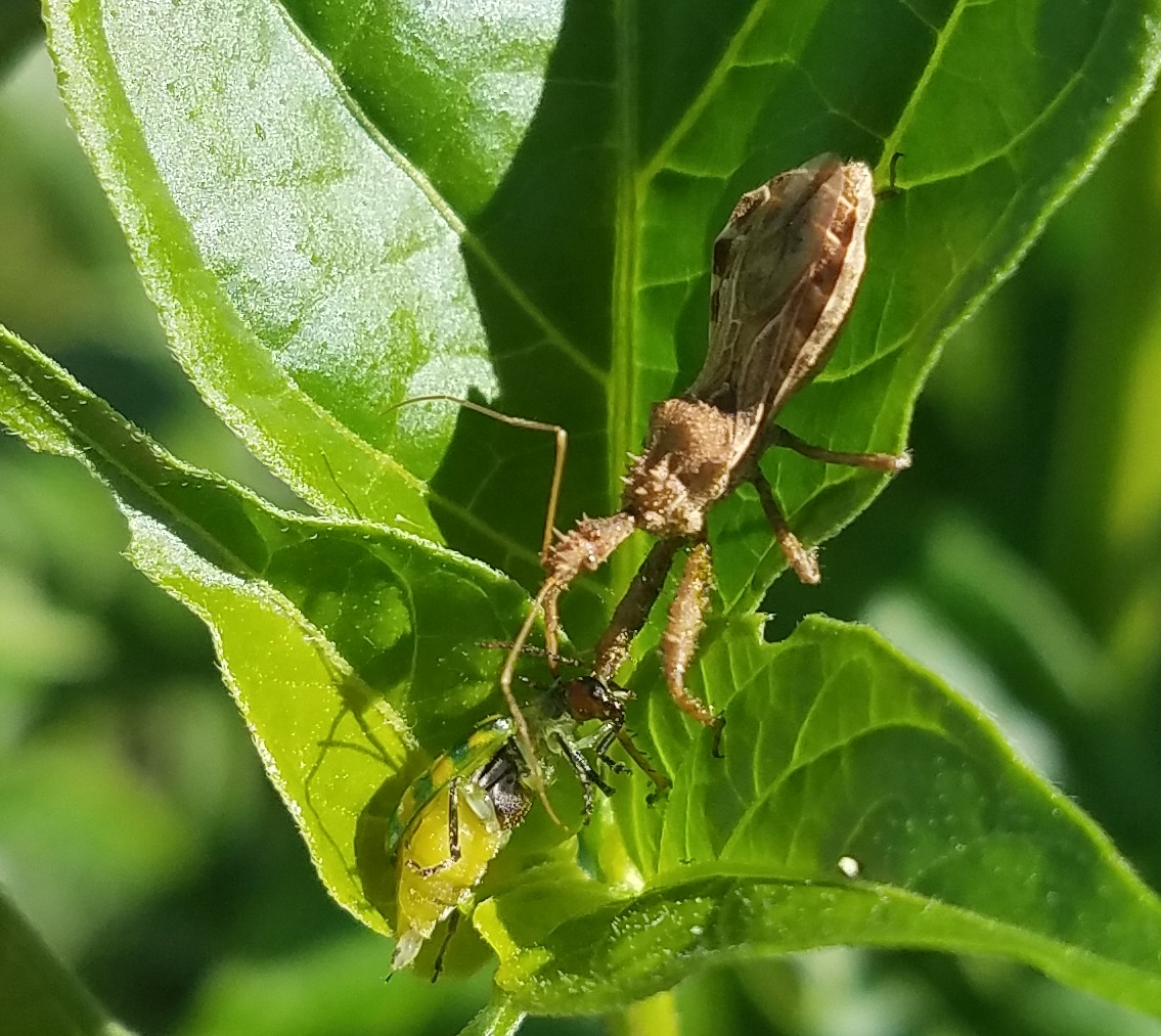 Good Insects in the Garden