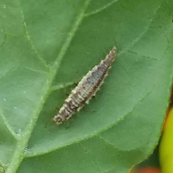 Lacewing insect larva.