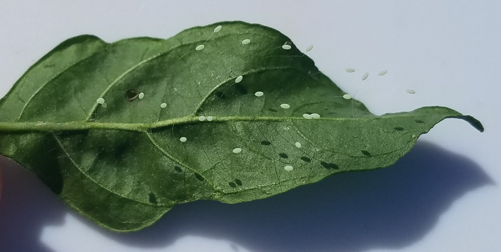 lacewing insect eggs on leaf