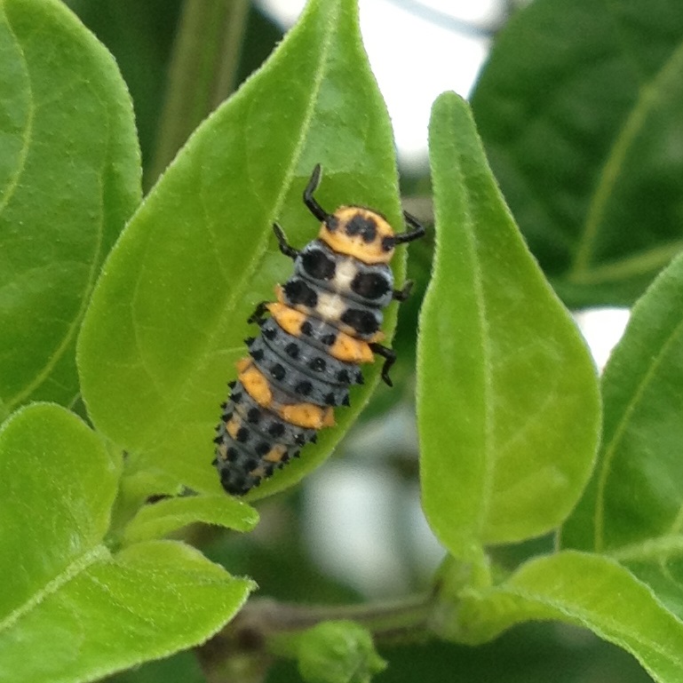 lady beetle larva