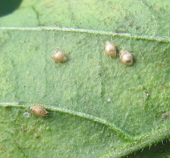 aphid mummies