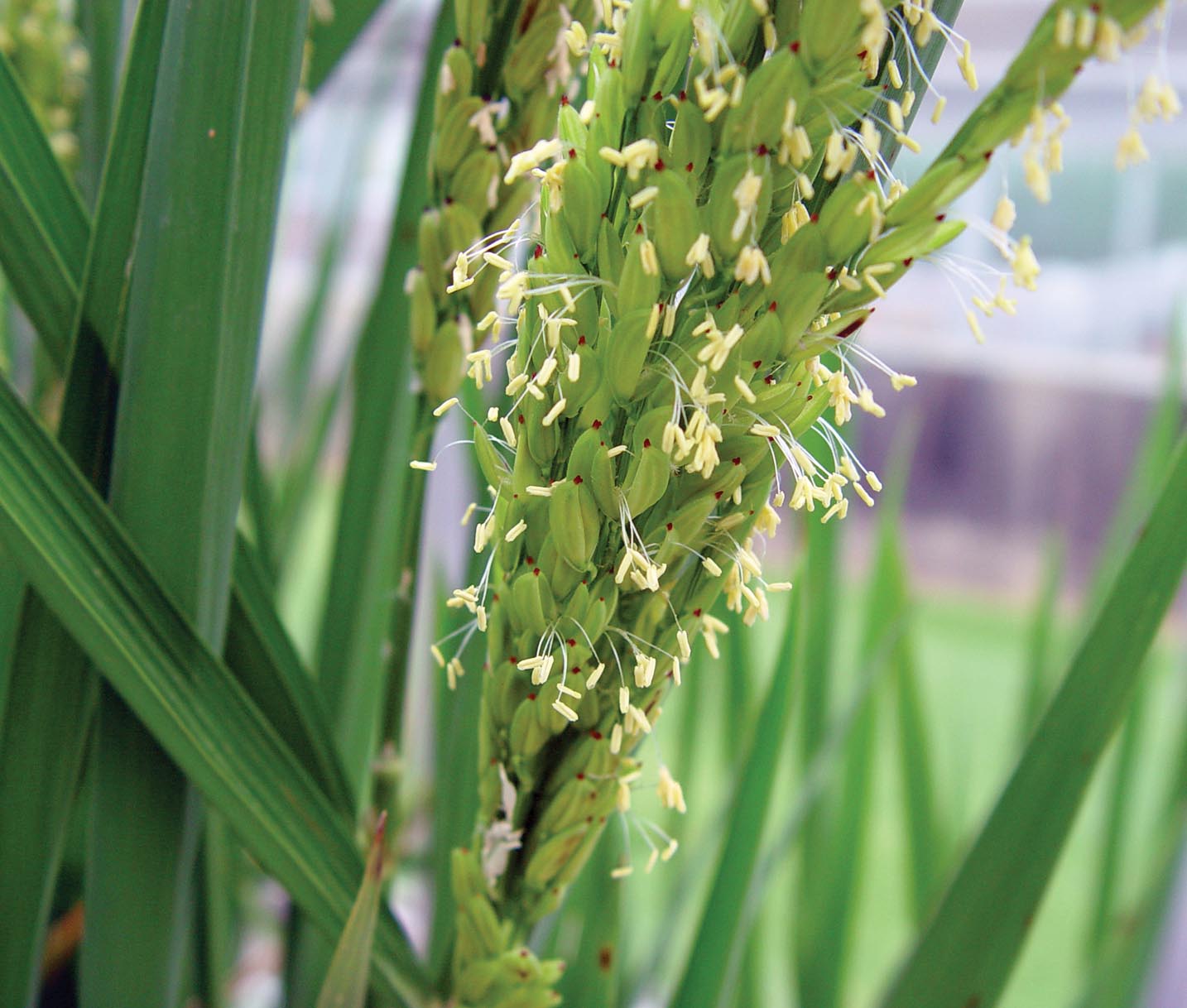 Rice Hybrids: Yield and Stability Comparisons