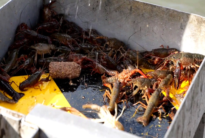 Crawfish catch down significantly as season begins to wind down