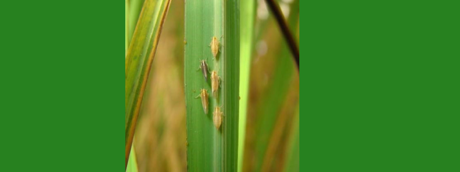Rice Delphacid 