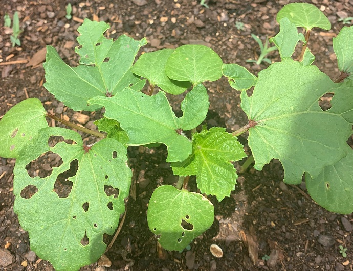 Roots, Shoots, Fruits & Flowers: Ailing Blackberries, Lawn Irrigation, Okra Pests, and Fruit Identification