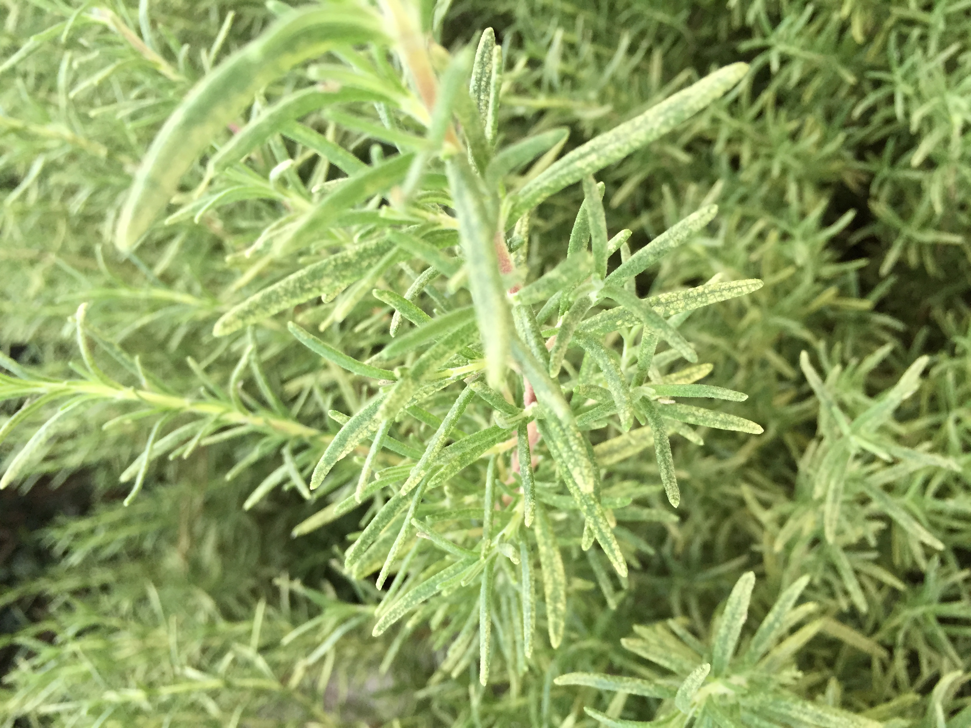 Rosemary Plant