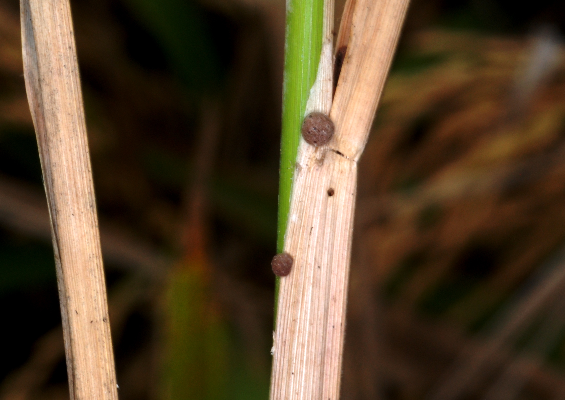 Sclerotial Development