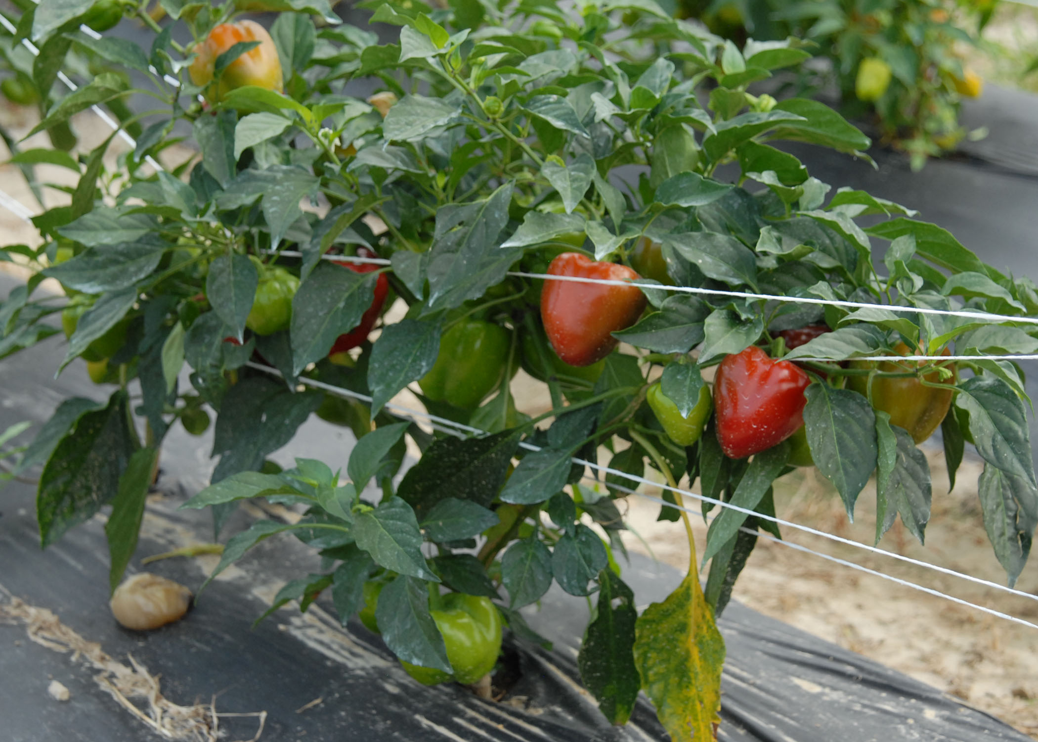 peppers.jpg thumbnail