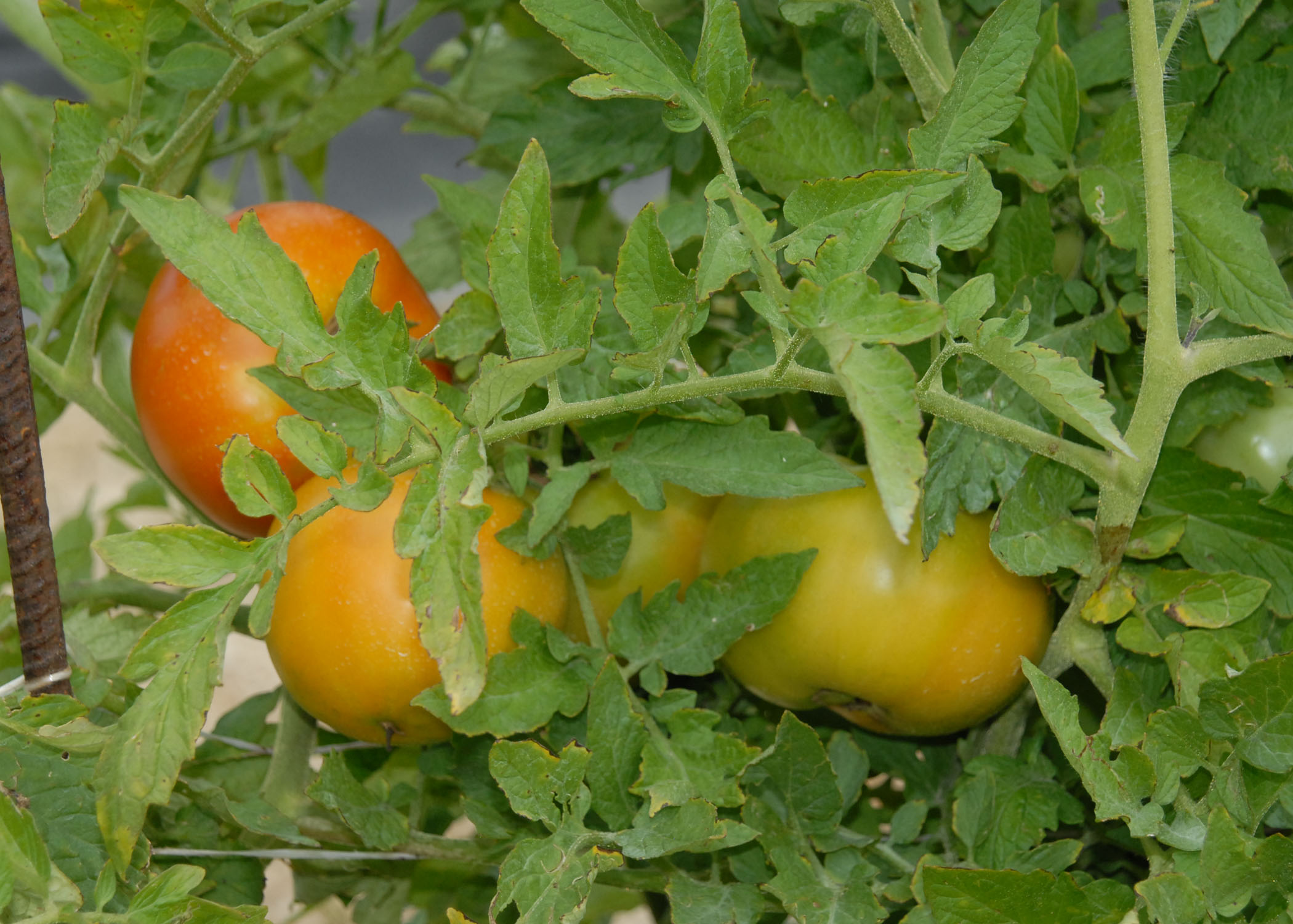tomatoes.jpg thumbnail