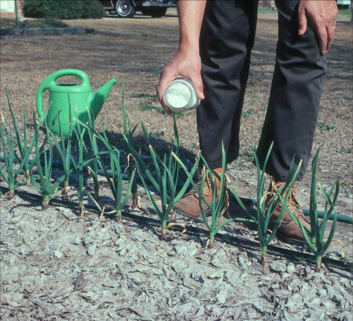 Sidedress Fall Vegetable Crops for Better Yields