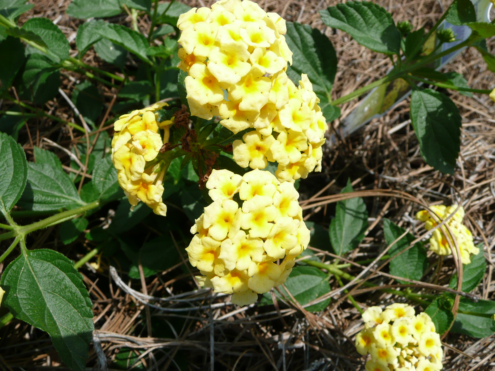 Lantanas offer summer flowers, attract butterflies
