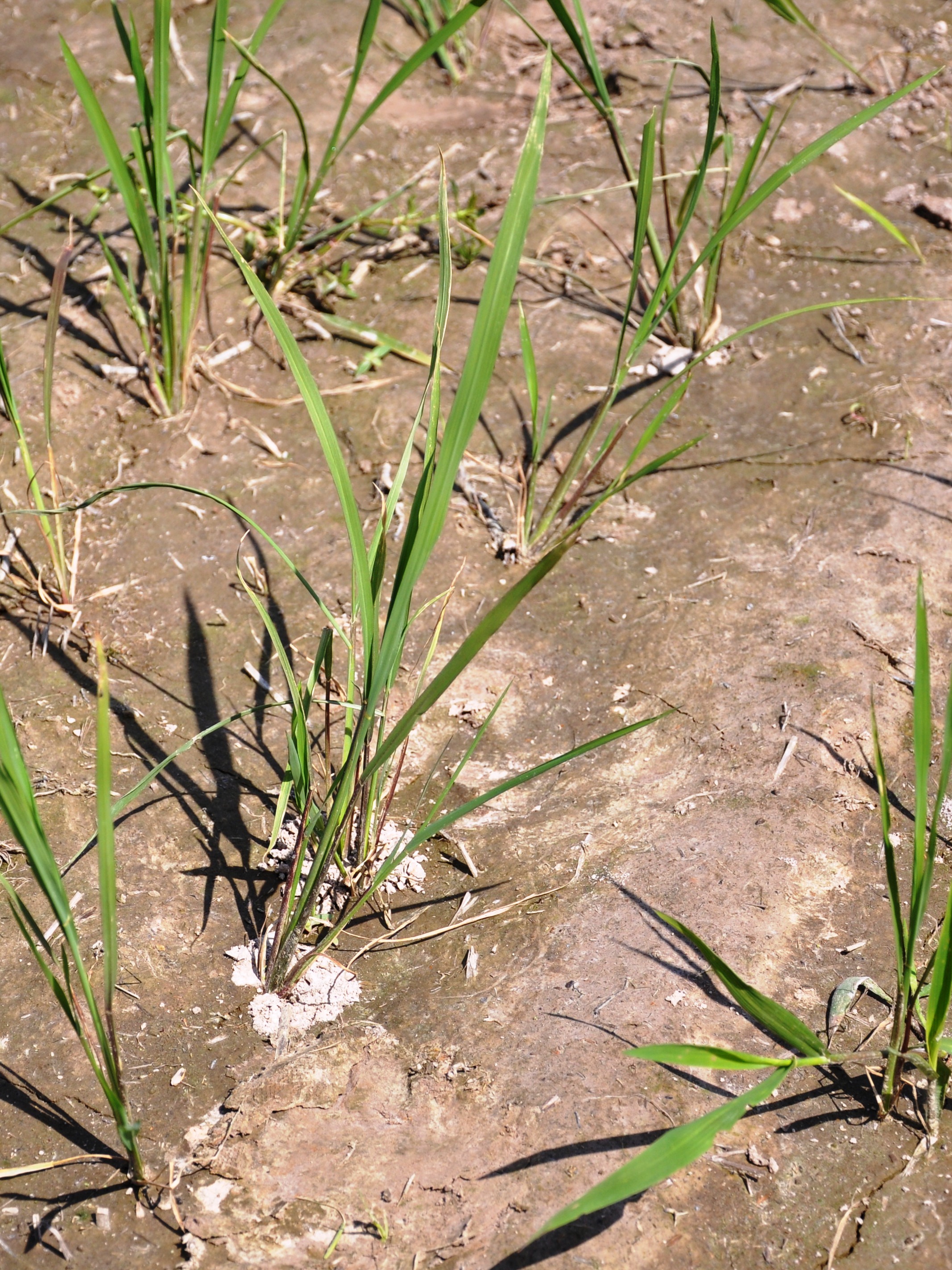 Sugarcane Beetle Burrowing Signs