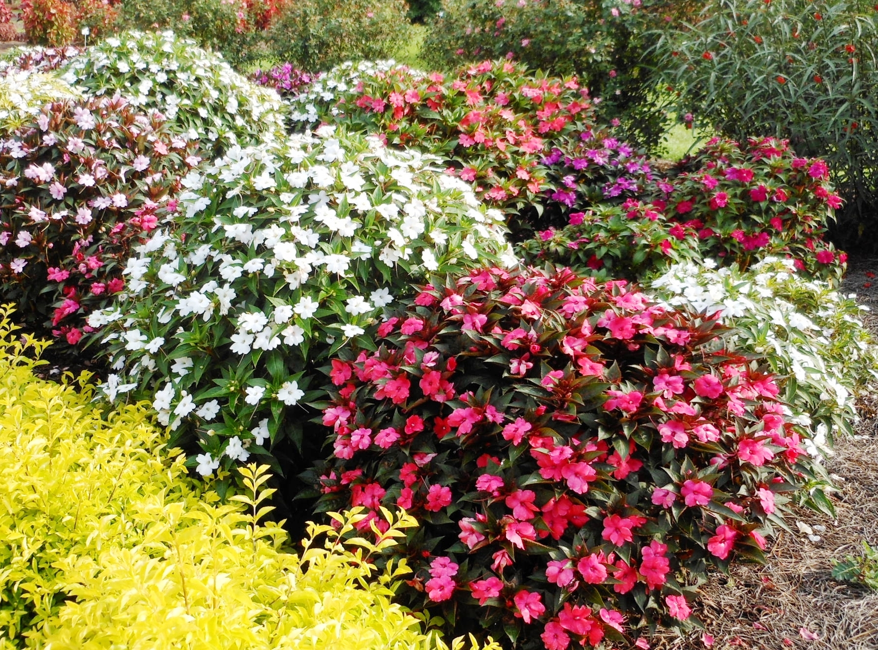 SunPatiens produce great flowers for Louisiana summers