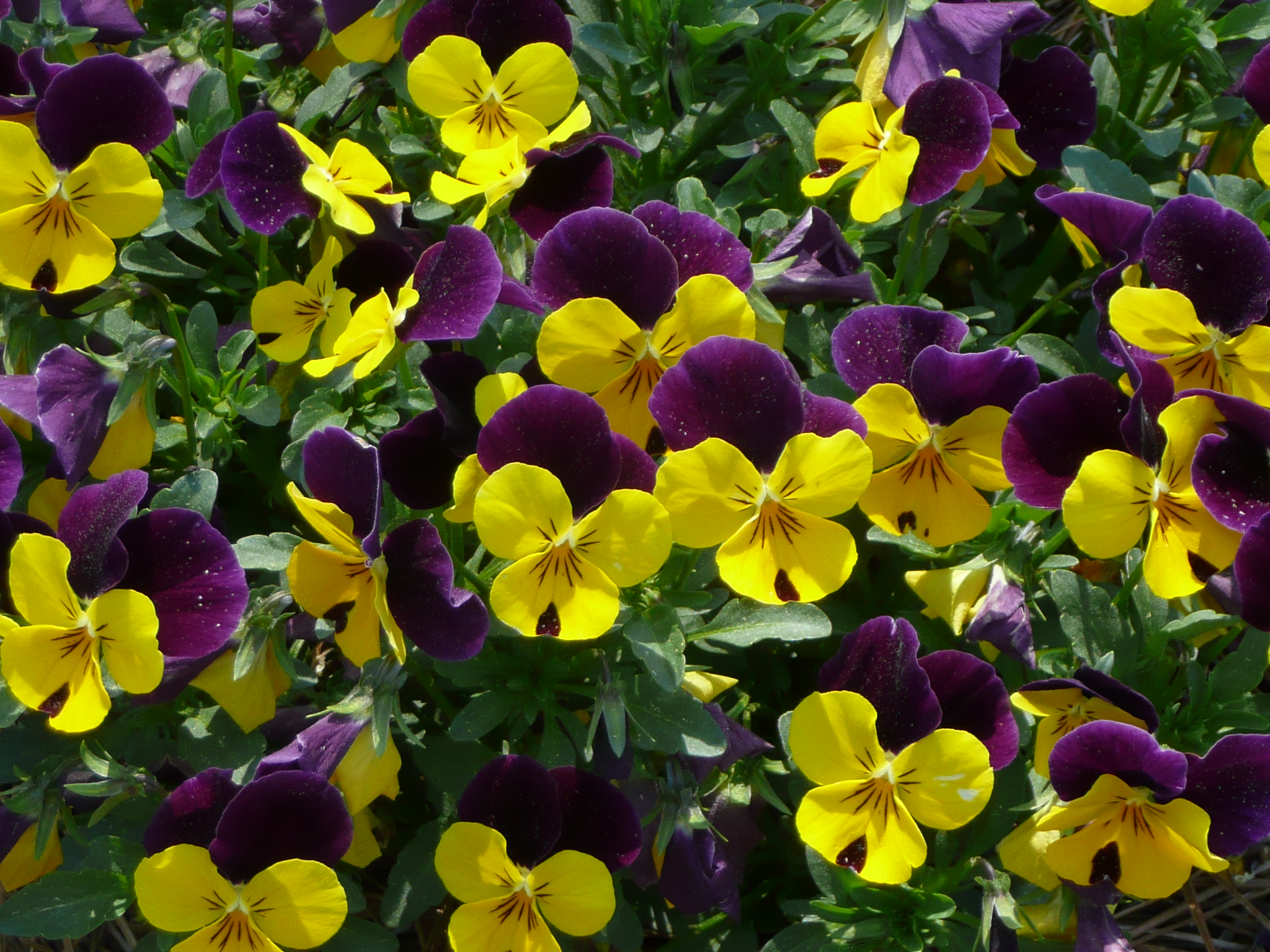 Sorbet Violas – Louisiana Super Plant Fall 2012