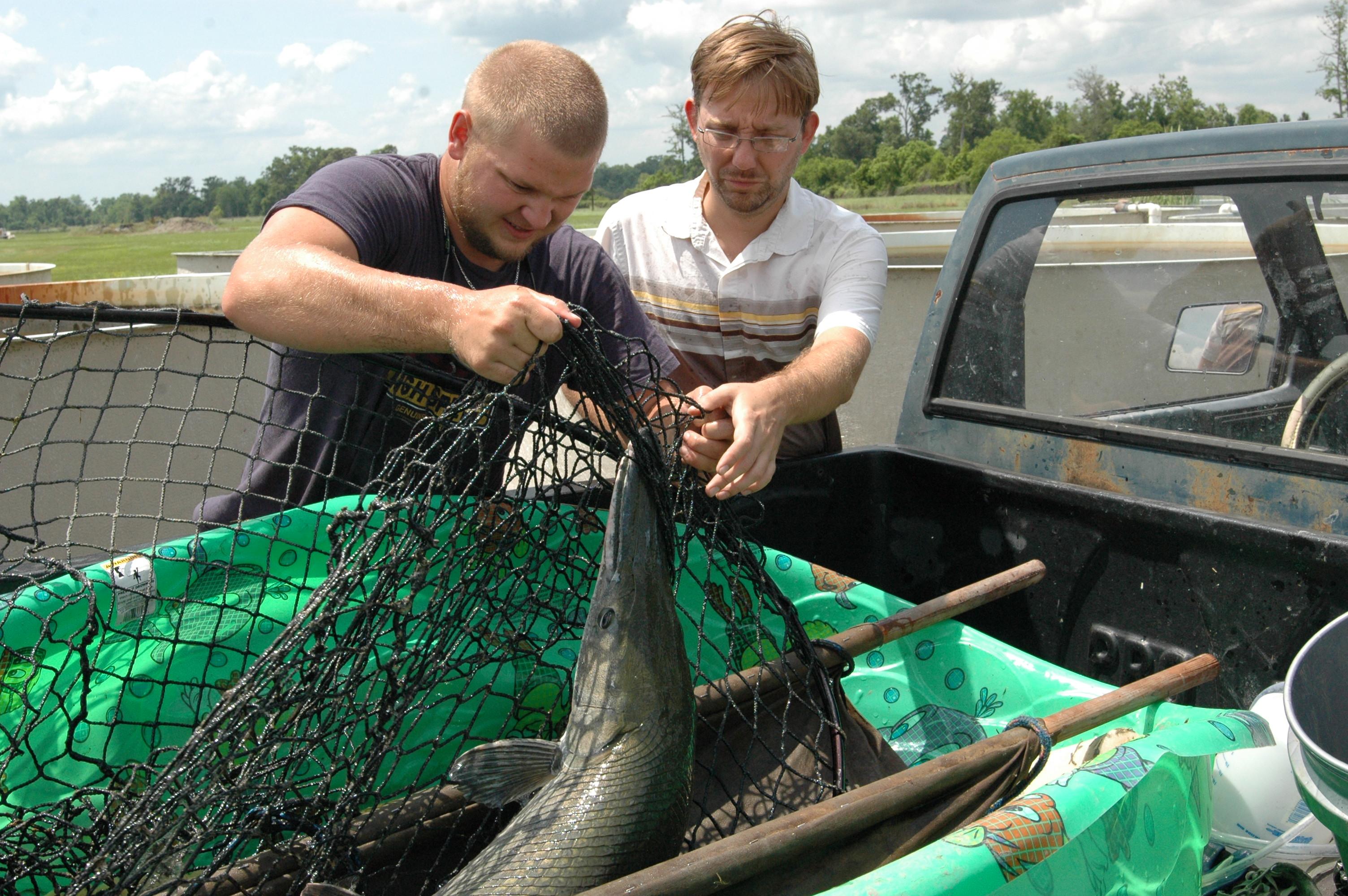 alligator gar