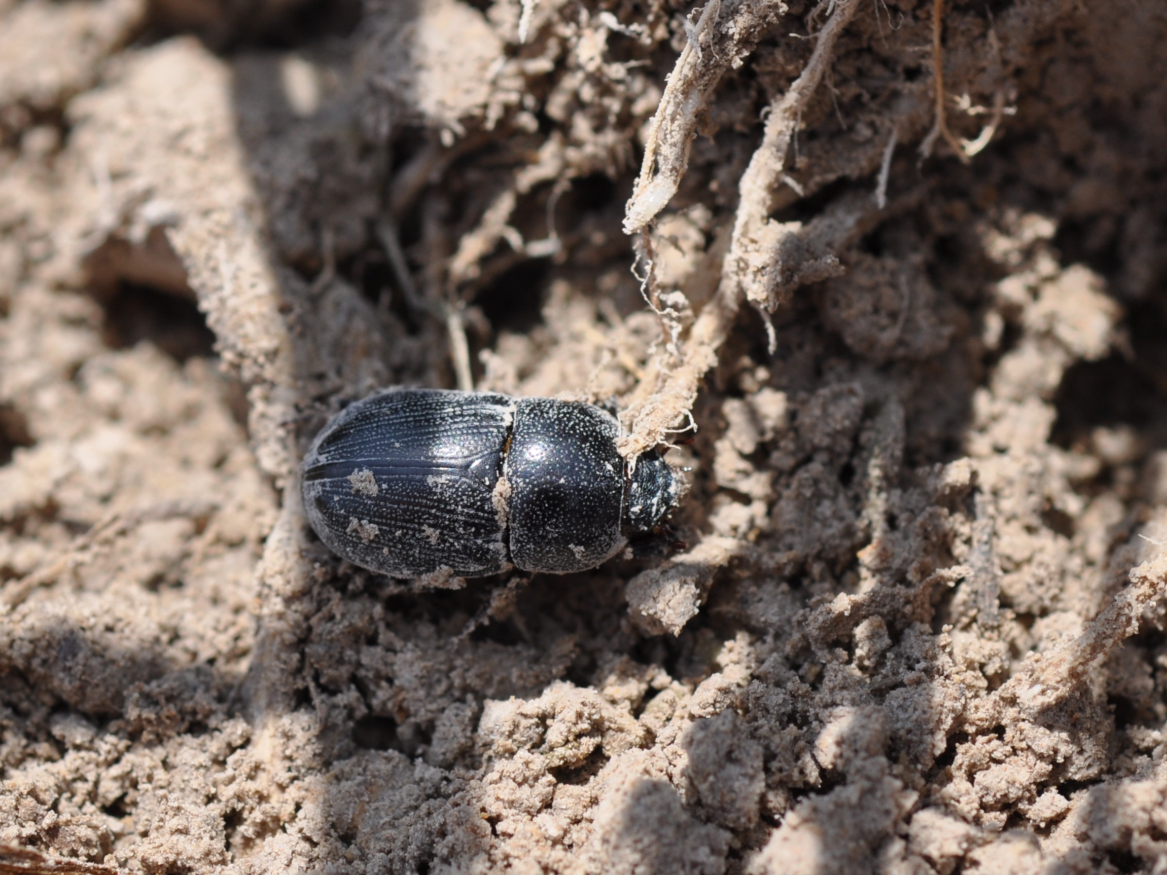 Sugarcane Beetle in the Soil 3