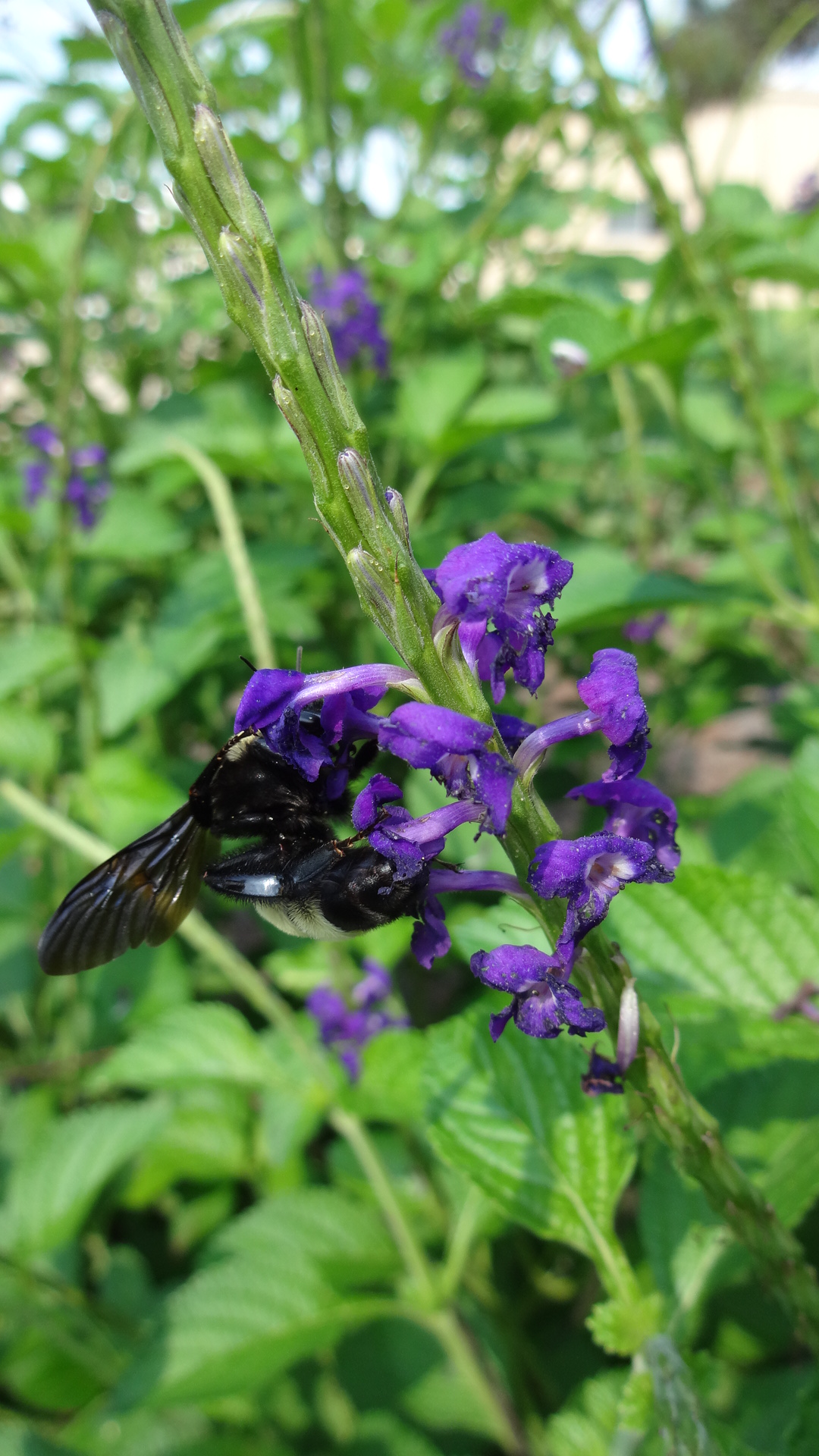 Porterweed – Ornamental Plant of the Week for September 7, 2015