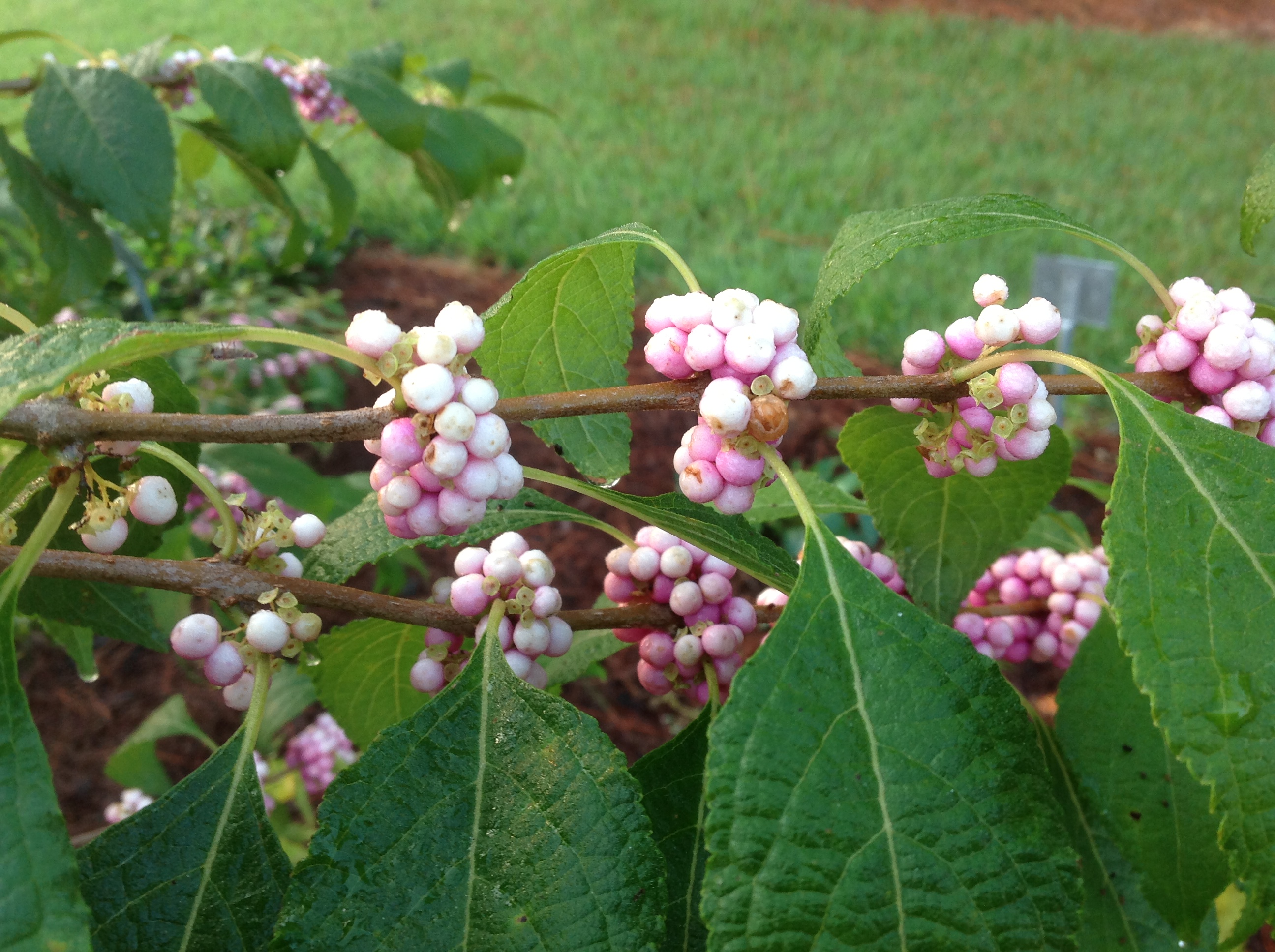 pink berries