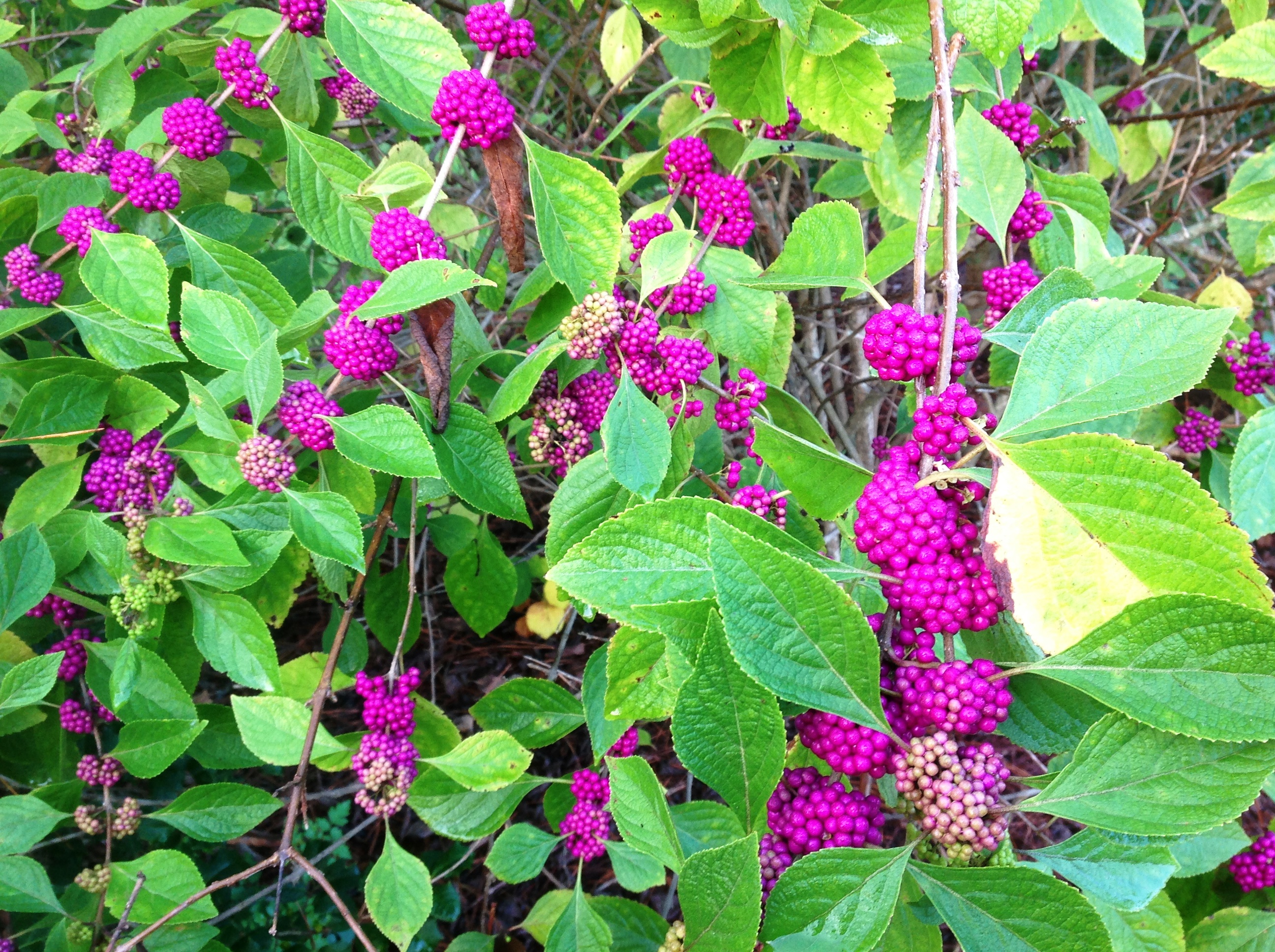 Native beautyberry enhances fall landscapes