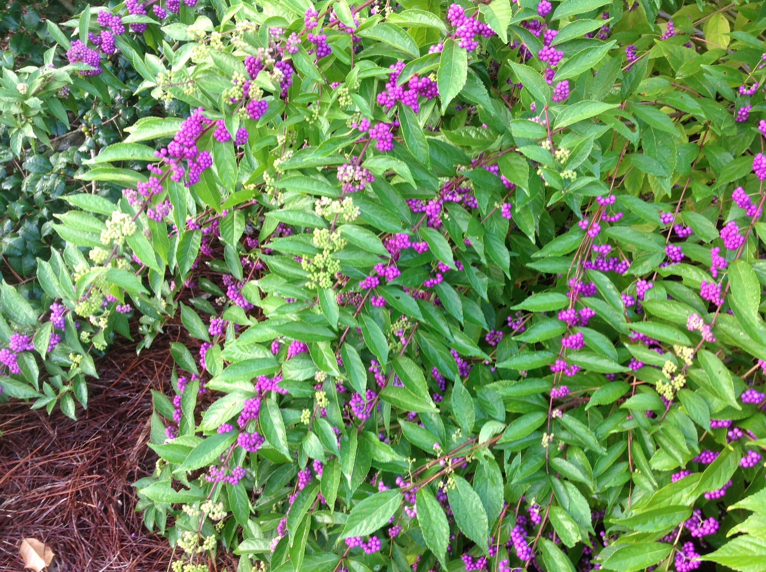 Japanese beautyberry
