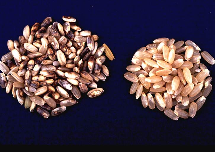 Symptoms of Pecky Rice Grain