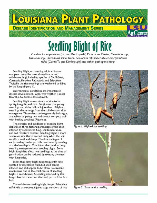 Seedling Blight
