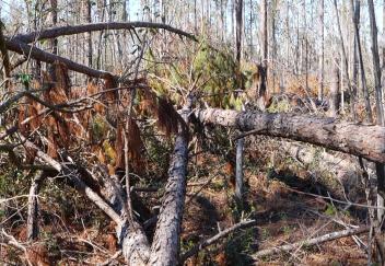 Louisiana timber damage from storms will cause long-term issues