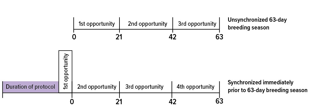 Table representing first, second, third, and fourth opportunities for breeding synchronization.
