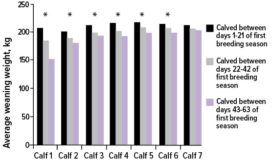 Bar graph representing seven heifers calved in the first 21 days of breeding season.