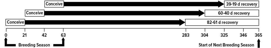 Bar chart representing length of recovery after conception.