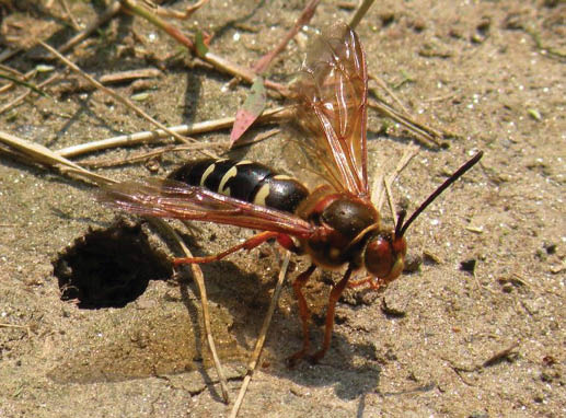 A female eastern cicada killer on brown soil next to a dark hole in the ground.